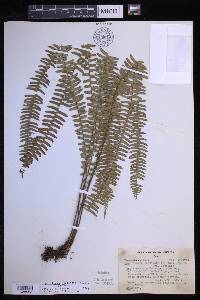 Nephrolepis pectinata image