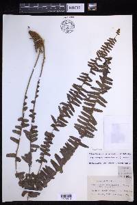 Nephrolepis cordifolia image