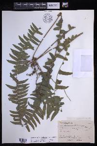 Nephrolepis exaltata image