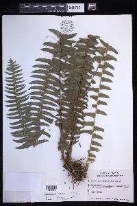 Nephrolepis exaltata image