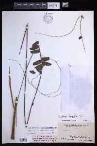 Nephrolepis falcata image