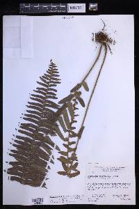 Nephrolepis brownii image