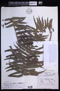 Nephrolepis brownii image