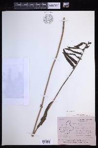 Nephrolepis brownii image