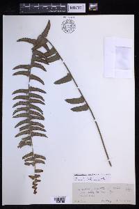 Nephrolepis exaltata image