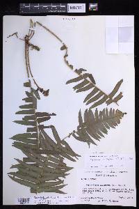 Nephrolepis brownii image