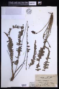 Nephrolepis cordifolia image