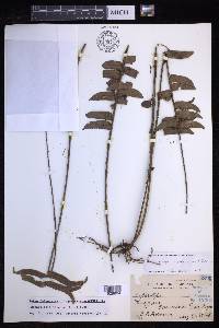 Nephrolepis falcata image