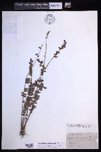 Nephrolepis cordifolia image