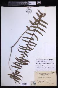 Nephrolepis brownii image