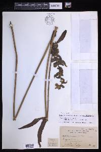 Nephrolepis brownii image