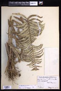 Nephrolepis biserrata image