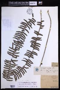 Nephrolepis cordifolia image