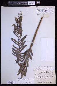 Nephrolepis brownii image