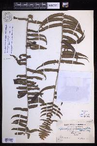 Nephrolepis brownii image