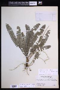 Nephrolepis pectinata image