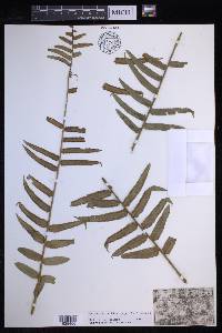 Nephrolepis biserrata image