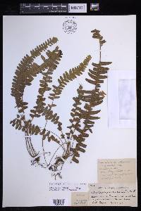 Nephrolepis exaltata image