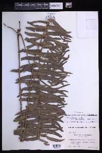 Nephrolepis brownii image