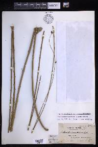 Nephrolepis biserrata image