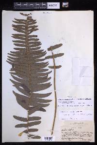 Nephrolepis brownii image