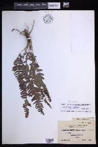 Nephrolepis brownii image