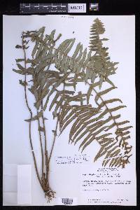 Nephrolepis brownii image