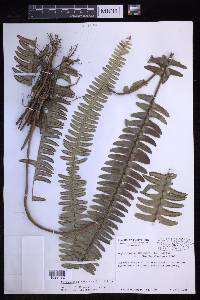 Nephrolepis exaltata image