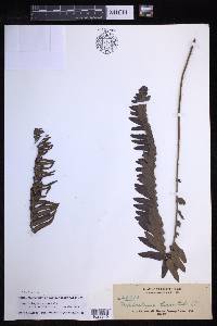 Nephrolepis brownii image