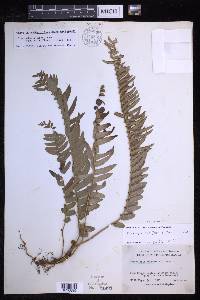 Nephrolepis brownii image