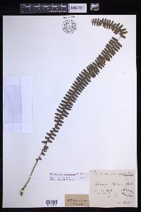 Nephrolepis cordifolia image