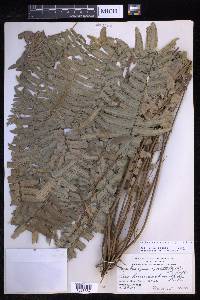 Nephrolepis exaltata image