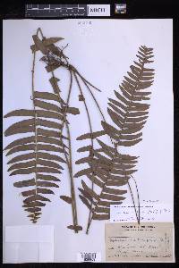 Nephrolepis brownii image