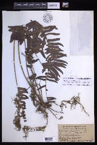 Nephrolepis brownii image