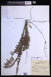 Nephrolepis pendula image