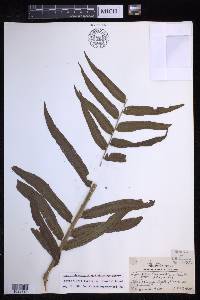 Nephrolepis biserrata image
