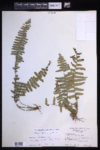 Nephrolepis biserrata image