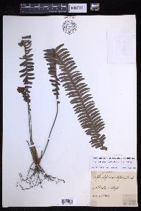 Nephrolepis cordifolia image