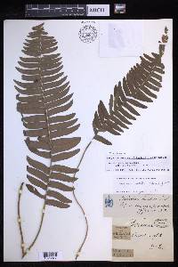 Nephrolepis brownii image