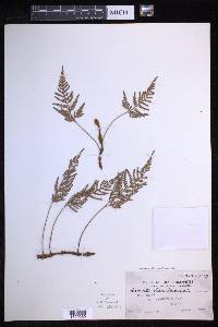 Davallia chrysanthemifolia image