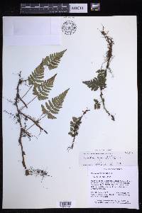 Davallia repens image