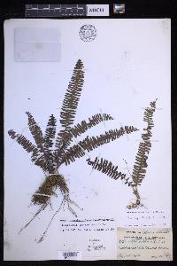 Nephrolepis lauterbachii image