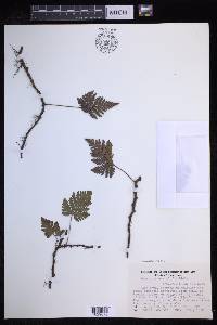 Davallia repens image