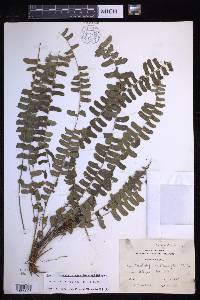 Nephrolepis falcata image