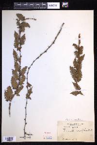 Davallia sessilifolia image