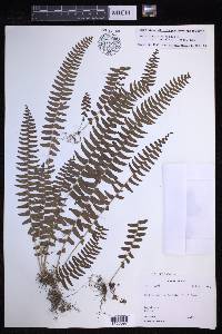 Nephrolepis undulata image