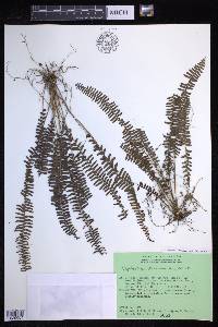 Nephrolepis lauterbachii image