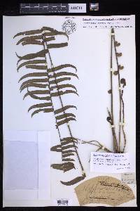 Nephrolepis falcata image