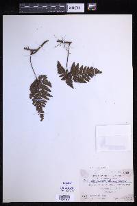 Davallia repens image