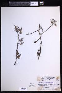 Davallia kinabaluensis image